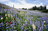 Paradise Park. Mount Rainier National Park. Washington. USA.
