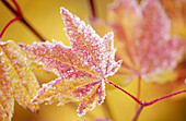 Frost on vine maples, Mt. Hood. Oregon, USA