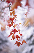 Snow on fall colours. Oregon, USA