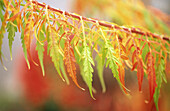 Close-up fall colours. Oregon, USA