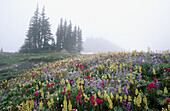 Flowers in fog, Mt. Rainier. Washington, USA