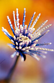 Close-up of flowers. Oregon, USA