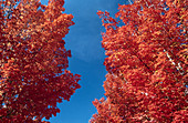 Fall colours in Maple trees. Oregon, USA
