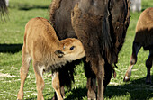 American buffalo (Bison americanus), calf