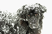 Newfoundland / australian sheperd mixture dog, looking sad covered in snow