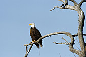 Bald eagle (Haliaeetus leucocephalus). Klamath falls, Lower Klamath National Wildlife Refuge. Oregon. USA