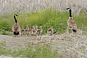 Canada Goose (Branta canadensis) family