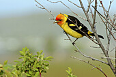 Western Tanager (Piranga ludoviciana)