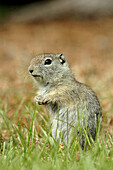 Beldings Ground Squirrel (Spermophilus beldingi)