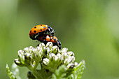 Ladybird (Hippodamia convergens) mating