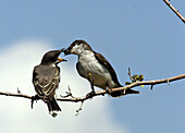 Estaren Kingbird (Tyrannus tyrannus)