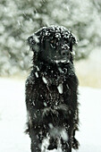 Black dog in snow storm