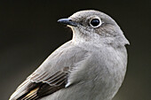 Townsenss solitaire (Myadestes townsendi)