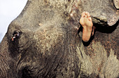 One bear foot hooked of its trainer behind the ear of an elephant. Thailand