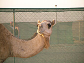 Camel. UAE (United Arab Emirates