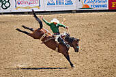 Cowboy riding bucking horse in a rodeo arena as the horse kicks out its rear legs. California Salinas Rodeo in Salinas, California.