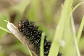Caterpillar close up in grass. Vendée, France