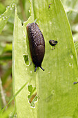 Large Slug (Arion sp.) on green leaf. England, UK