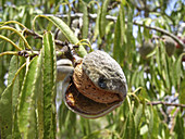 Almond tree (Amygdalus communis)