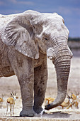 African elephant (Loxodonta africana) and springbok (Antidorcas marsupialis). Etosha National Park. Namibia