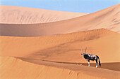 Oryx (Oryx gazella) on the dunes of Namib-Naukluft National Park. Namibia
