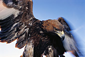 King eagle (Aquila chrysaetos). Kolmarden. Sweden