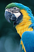 Blue and gold Macaw (Ara ararauna). Brazil