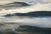 Forest in fog, landscape. Alingsas, Sweden