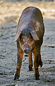 Pig, pata negra ham. Salamanca province, Spain