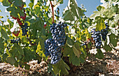 Vineyards. Toledo province, Spain