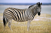Boehms Zebra (Equus burchelli boehmi). Etosha National Park, Namibia
