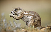 Ground Squirrel (Xerus inaurus). Etosha National Park, Namibia