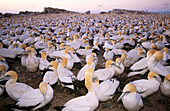 Cape Gannet (Sula capensis) colony. Bird Island, Lamberts Bay. South Africa