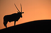 Oryx (Oryx gazella) in the desert dunes of Namib-Naukluft National Park. Namibia