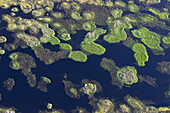 Wetland. Orsa. Dalarna. Sweden