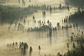 Forest in fog, aerial wiev. Skellefteå. Västerbotten. North of Sweden