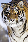 Tiger (Panthera tigris altaica), captive animal in Kolmården zoological park. Sweden
