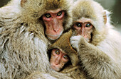 Animal, primates, monkey, Japanese macaque (Macaca fuscata). Jigokudani. Honshu, Japan, Asia.