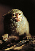 Animal, primates, monkey. Pygmy marmoset (Callithrix pygmaea). Portrait.