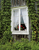 Window. Häggvik. Ångermanland. Sweden.