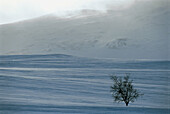 Birch tree. Vindelfjällens natural reserve in winter. Lappland. Sweden