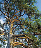 Pine tree, green, summer. Blåjungfrun national park. Småland. Sweden
