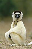 Verreauxs sifaka, (Propithecus verreauxi), Kaleta. Berenty reserve. Madagascar.