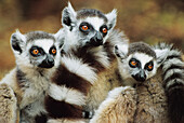 Lemur, ring-taild lemur, (Lemur catta), family. Berenty reserve. Madagascar.