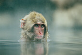 Japanese macaque (macaca fuscata), Jigokudani. Honshu, Japan, Asia.