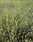 Cornflower in field, blue, summer, (Centaurea cyanus). Örebro. Närke. Sweden.