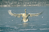 Wildlife Birds, whooper swans flying (Cygnus cygnus), winter, ice. Lake Koccharo-ko. Hokkaido. Japan
