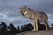 Wolf in the night (Canis lupus), Sweden