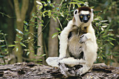 Verreauxs sifaka, (Propithecus verreauxi), Madagascar, Africa