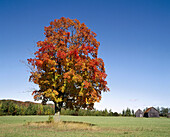 Orange maple tree in field and forest in autumn.